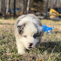 Boy 3 - Blue merle male Australian Shepherd puppy in Hartville, Missouri from Stamper K9’s