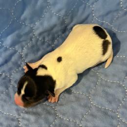 Elmira - Black white and tan female Rat Terrier puppy in Savoy, Texas from Rockin EZ Rat Terriers