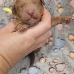 Yellow Male - Red  male Goldendoodle puppy in Mocksville, North Carolina from Hunting Creek Farm & Kennel