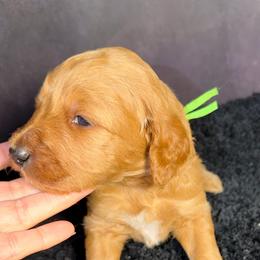 Boy 2 - Red male Shih Tzu puppy in Ocala, Florida from Mimi's Shih-tzus of Ocala