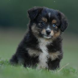 Poggle - Black tri male Toy Australian Shepherd puppy in Hartman, Arkansas from Southern Edition Aussies