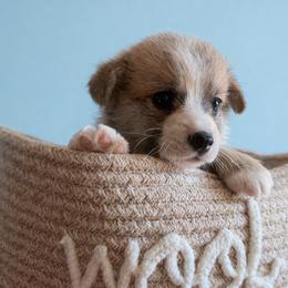 Scone - Red Boy - Red male Pembroke Welsh Corgi puppy in Griffin, Georgia from Rollnoaks & Cottontail AKC Pembroke Welsh Corgis