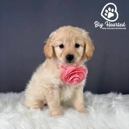 Natasha - White female Companion Cross puppy in Utah County, Utah from Big Hearted Breeders