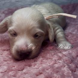 Raven - Cream female Dachshund puppy in Jena, Louisiana from Amy’s Mini Doxies