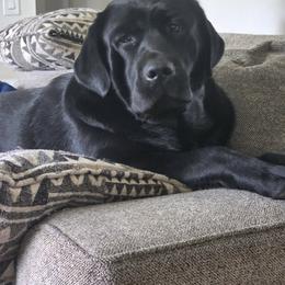 Nova - Labrador Retriever