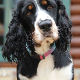English Springer Spaniel Puppies from Third Creek Springers