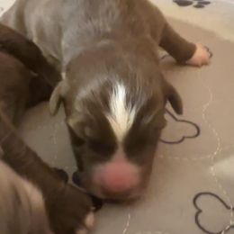 Chuck - Red tri-color male Australian Shepherd puppy in Marshall, Virginia from Aussie Tales Farm