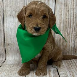 Green Male - Apricot male Goldendoodle puppy in Great Falls, Montana from Montana Goldendoodles