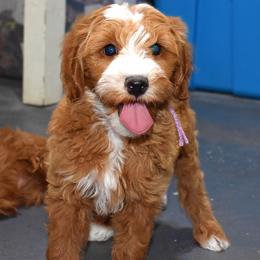 Sushi - Red  female Goldendoodle puppy in Jasper, Indiana from Hilltop Pups LLC