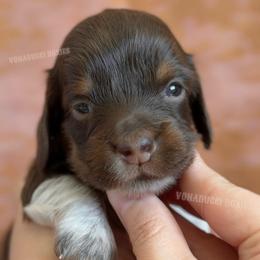 Rose - Piebald female Dachshund puppy in Chandler, Arizona from Vonaducci Doxies, LLC.