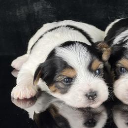 Biewer Terriers from Yoli's Yorkies