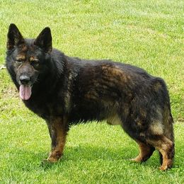 Reggie - German Shepherd