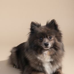 Momma - Pomeranian