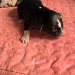 Girl 2 - Black tri-color female Australian Shepherd puppy in Worcester County, Massachusetts from O’Kejas  Kennel