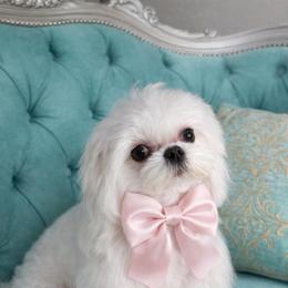 Melissa(KR) - Maltese