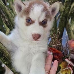 Copper - Brown and white male Siberian Husky puppy in Springfield, Massachusetts from 16acreshuskies