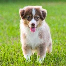 Alvin - Red tri-color male Miniature American Shepherd puppy in Palacios, Texas from Coastal’s Miniature American Shepherds