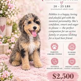 Pebbles - Lite Pink Collar - Blue merle female Bernedoodle puppy in Port Charlotte, Florida from Islands Wheatens and Poodles