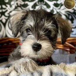 Evie - Salt and pepper female Miniature Schnauzer puppy in Frankford, Delaware from Miniature Schnauzers of Delmarva