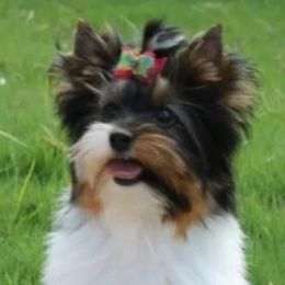Biewer Terriers from Strait Layne Biewers