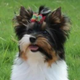Biewer Terriers from Strait Layne Biewers