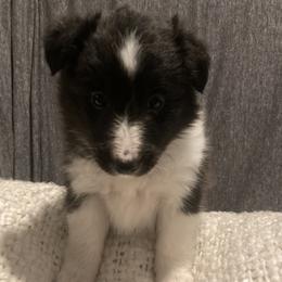 Violet - Black and white female Shetland Sheepdog puppy in Commiskey, Indiana from Windy Haven Farm