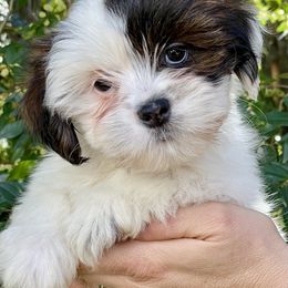 Lhasa Apso Puppies from Florida Lhasa Apso