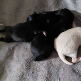 Meemee's Girl 3 - Black female Pomeranian puppy in Linwood, North Carolina from MJ's Pomeranians