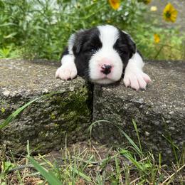 Rubble - White and seal male Border Collie puppy in Dorr, Michigan from Pineview Farm