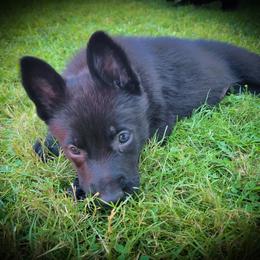 German Shepherd and Pembroke Welsh Corgi Puppies from J&R Shepherds & Corgis