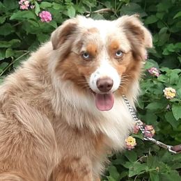 Australian Shepherds from Cottontown Aussies