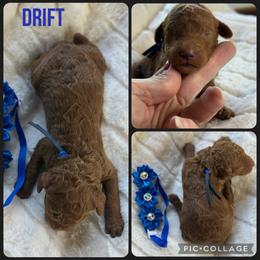 Drift - Red  male Poodle puppy in Mount Vernon, Illinois from AMC Poodles