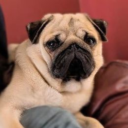 Dolly - Pug