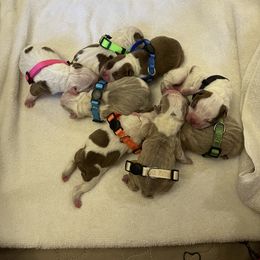 Boston Terrier Puppies from Bluffview Boston