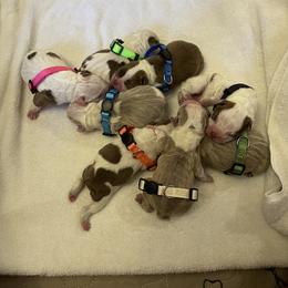 Boston Terrier Puppies from Bluffview Boston
