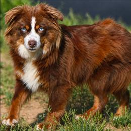 Poppy - Toy Australian Shepherd