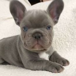 French Bulldog Puppies from Undeniabull French Bulldogs