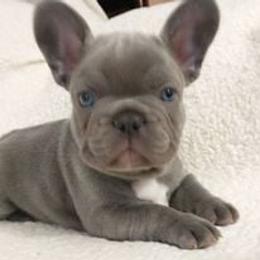 French Bulldog Puppies from Undeniabull French Bulldogs