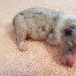 Shetland Sheepdog Puppies from Hawks Acres Shetland Sheepdogs