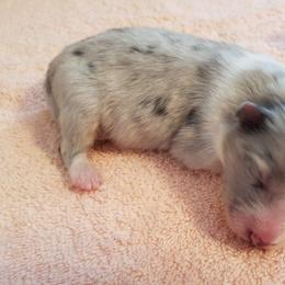 Shetland Sheepdog Puppies from Hawks Acres Shetland Sheepdogs