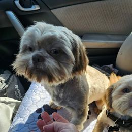 Bizkit - Shih Tzu