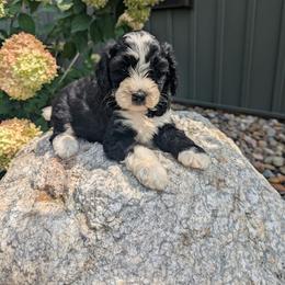 Boy 6 - male Bernedoodle puppy in Beach City, Ohio from Blue Cloud Doodles