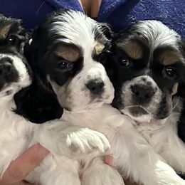 Cocker Spaniels from Retrograde Kennels