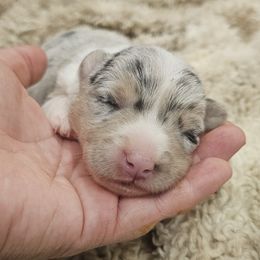 AKC - Quad Clear Merle - Girl 2 - Blue merle and white female Cardigan Welsh Corgi puppy in Tombstone, Arizona from WeVolution Off-Grid