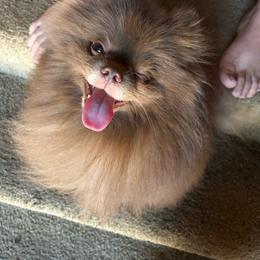 Zombie - Pomeranian