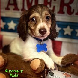 Granger - Piebald male Dachshund puppy in Hooks, Texas from The Gentle Kennels