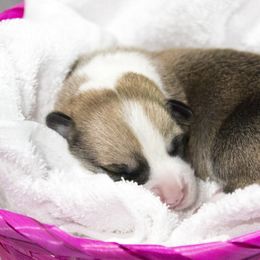 Pembroke Welsh Corgi Puppies from Cosmere Corgis