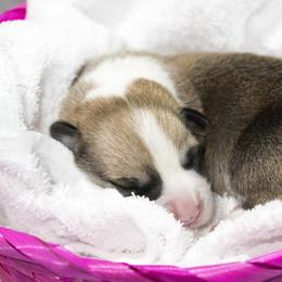 Pembroke Welsh Corgi Puppies from Cosmere Corgis