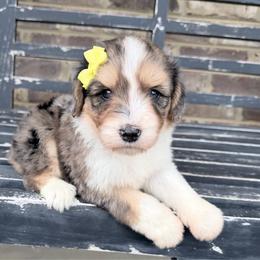 Acorn - Blue merle female Aussiedoodle puppy in Cartersville, Georgia from Simply Blessed Doodles