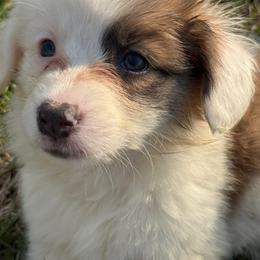 Female1 KEYhole - White and red female Pembroke Welsh Corgi puppy in Heyworth, Illinois from Schumaker Corgis